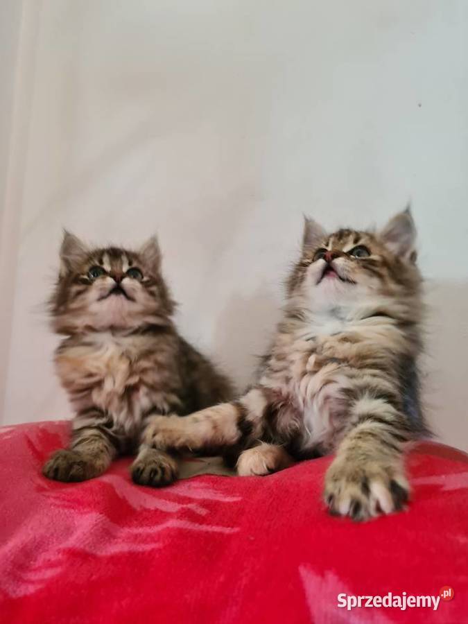 Maine Coon