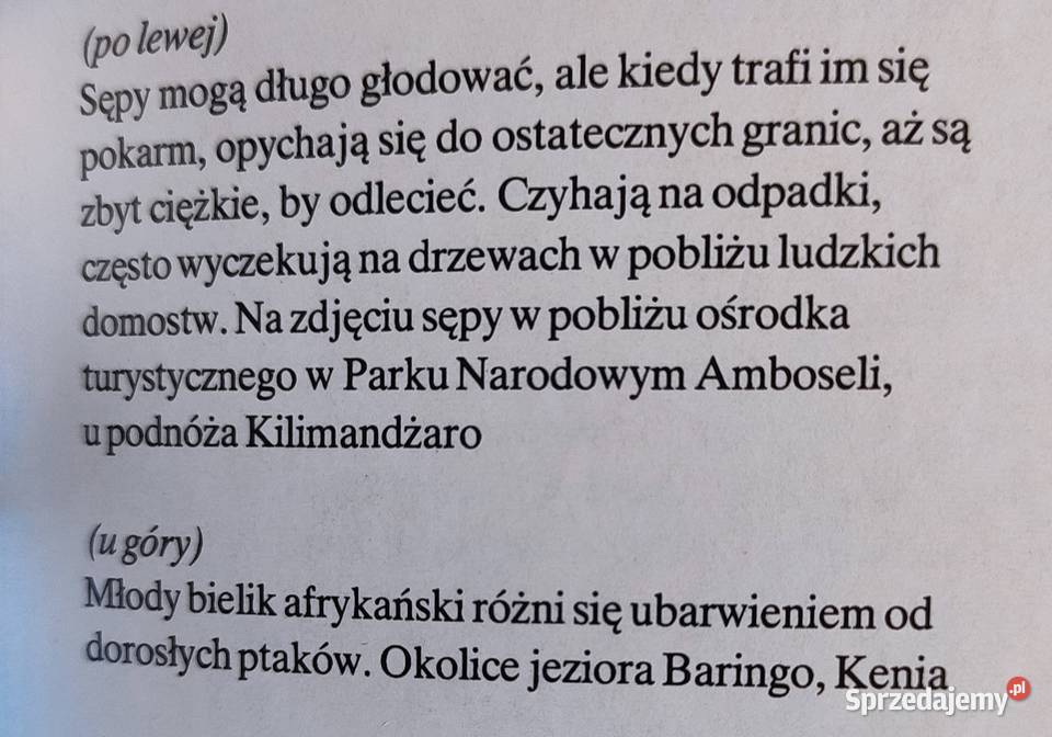 Album Lew nie jest królem zwierząt Gdańsk