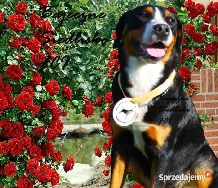 Duży szwajcarski pies pasterski zapowiedź miot Dąbrowa Górnicza