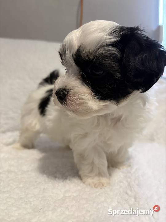 Do Rezerwacji Szczenięta Morkie