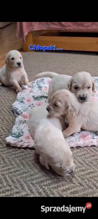 Szczeniak piesek Golden Retriever Związek Wadowice
