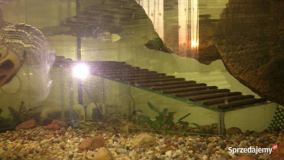 Terrarium akwarium z wyposażeniem