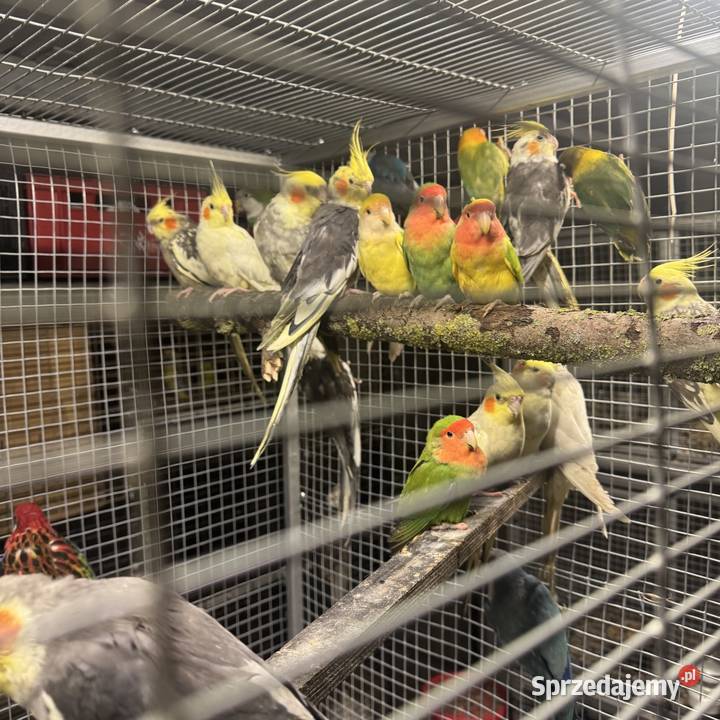 Mnichy nizinne wielkopolskie Pawłowice sprzedam