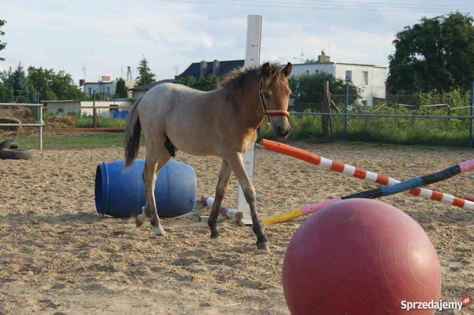 KUC Walijski KOŃ odsadek śliczny tarant Żnin