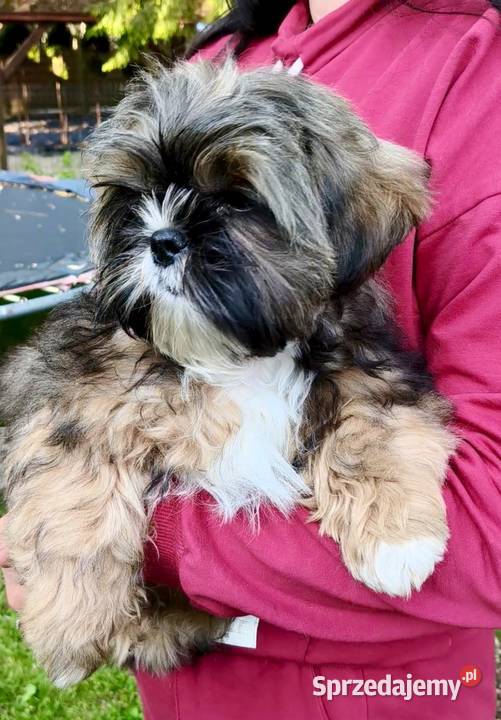 ShihTzu piesek Gringo pomorskie Chmielno sprzedam