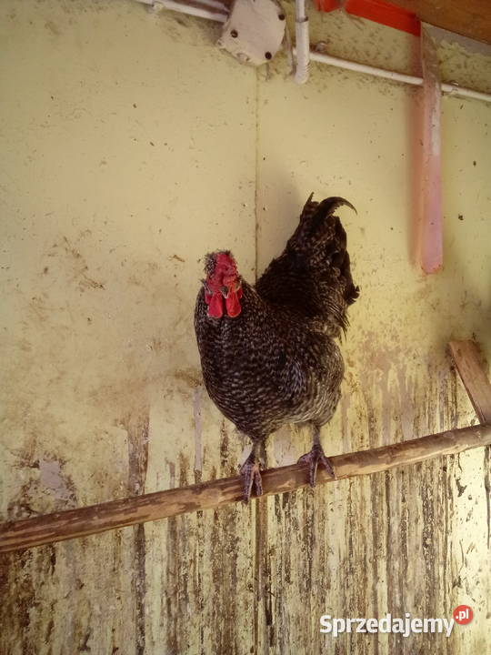 Sprzedam dwa młode kogutyspokojne