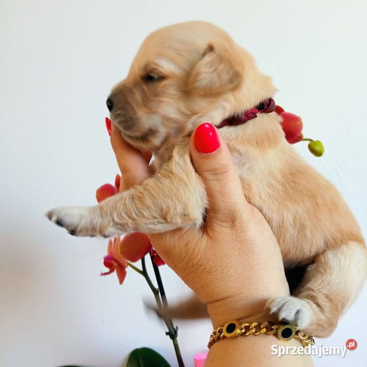 Golden Retriever pieski o suczki złote Tułowice