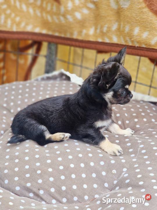 Mały piesek chihuahua długowłosy TRICOLOR sprzedam