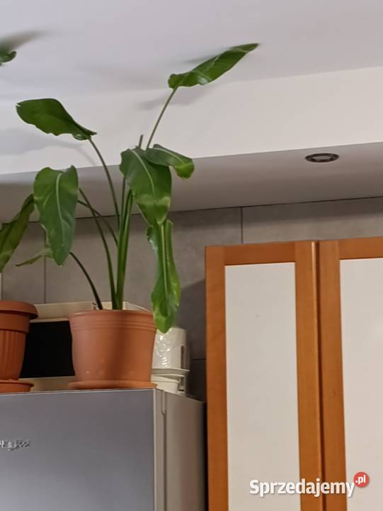 skrzydłokwiat kolejny sprzedam wielkopolskie Poznań