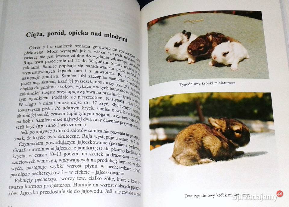Królik miniaturowy Maria Taborska Chełm