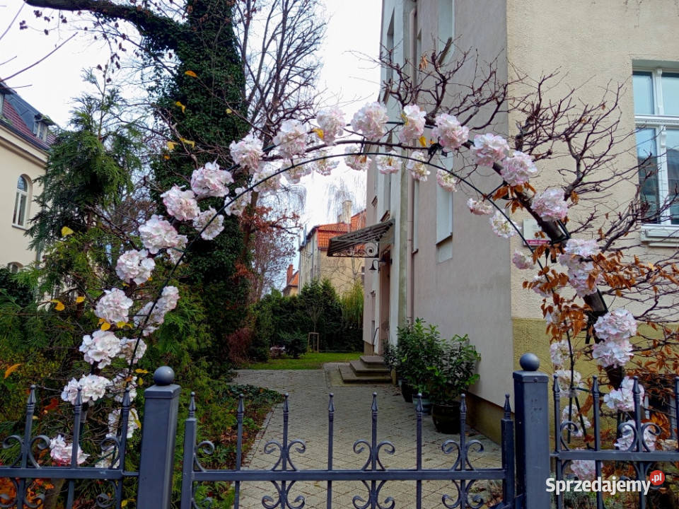 Mieszkanie Wrzeszcz odświeżoneobok lasu