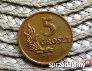 PRL 5 Groszy 1949r6 Kolekcje Kalisz sprzedam