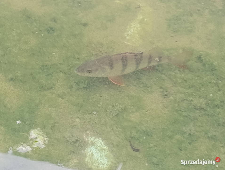 Narybek Okoń i Płoć do zarybienia stawu pokarm Krasnystaw