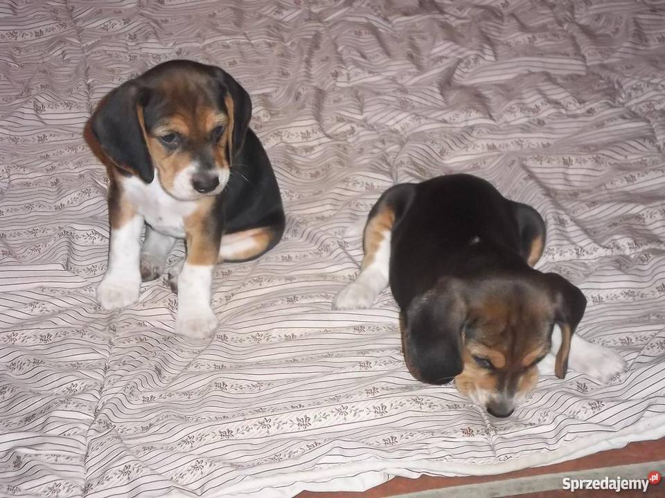 BEAGLE tricolor Jaktorów-Kolonia