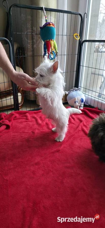 Piesek Championach West Highland white Terrier Chrośla