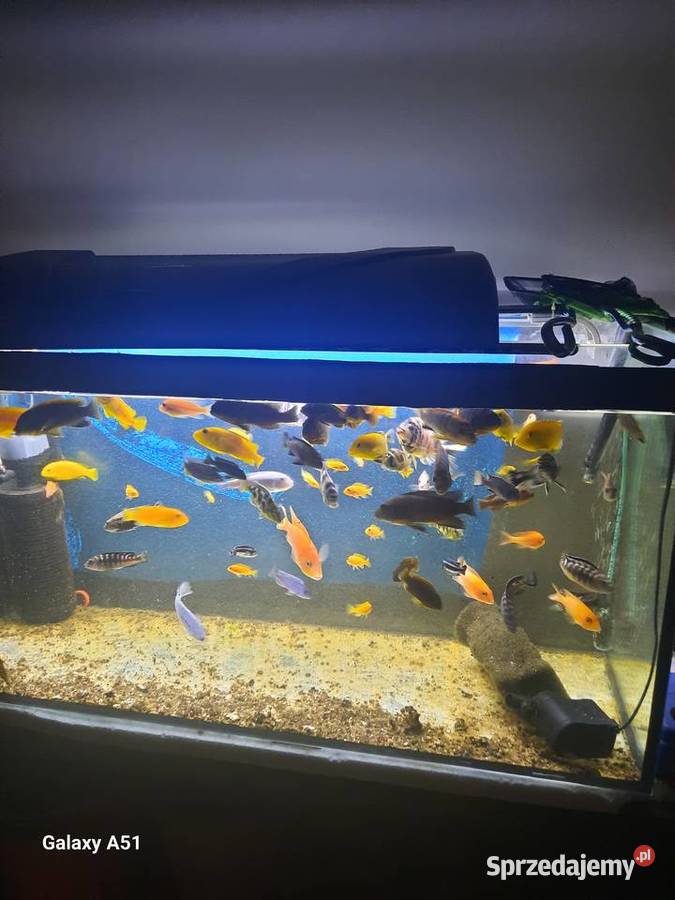 Pyszczaki malawi ponad 50 sztuk Brzeszcze sprzedam