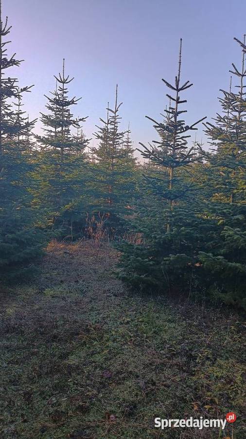 Choinki na Boże Narodzenie 2025 Poznań i DARMOWA wielkopolskie