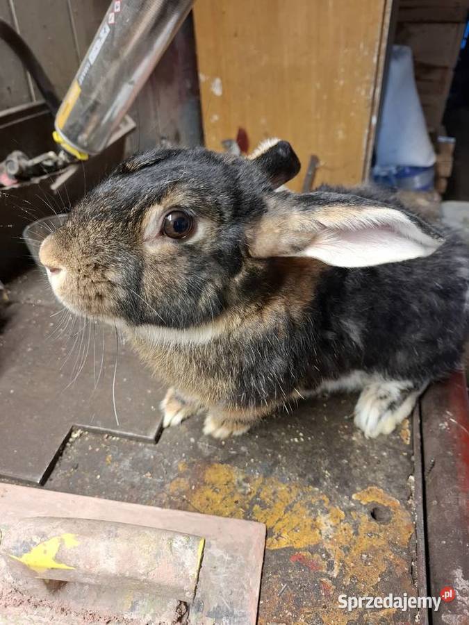 Krolik mieszany samica Gryzonie podkarpackie Frysztak sprzedam