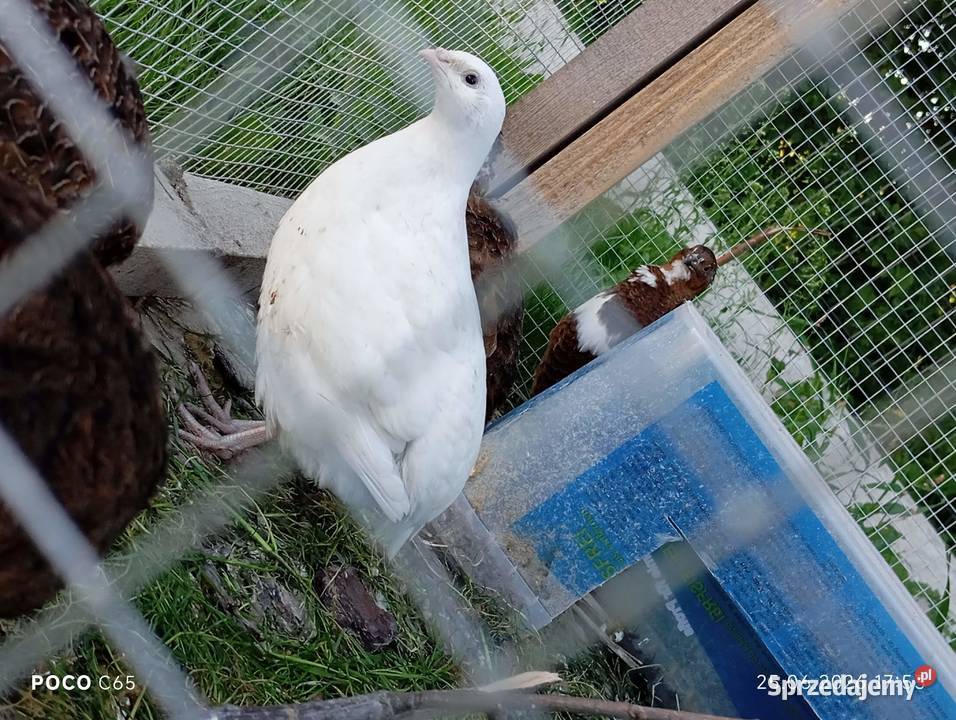 Sprzedam jaja lęgowe przepiórcze MIX Suwałki