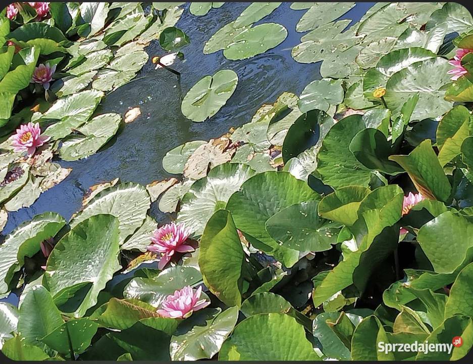 Lilie wodne do stawów i oczek wodnych Częstochowa