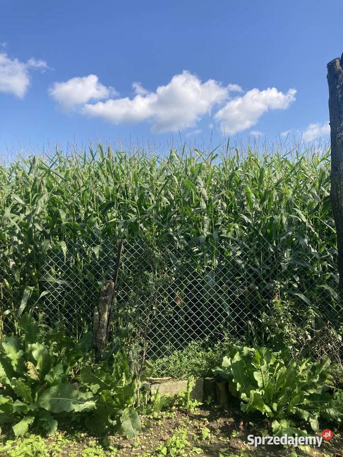 Kukurydza na kiszonkę ponad 3m kukurydza na pniu mazowieckie