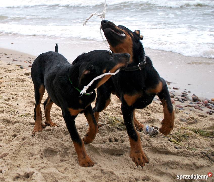 Owczarek francuski BEAUCERON SUCZKA Z DOSKONAŁYM Psy Gdynia