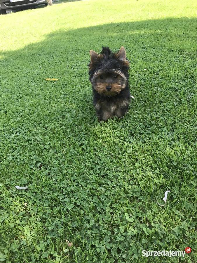 Śliczny mały York Cieszyn