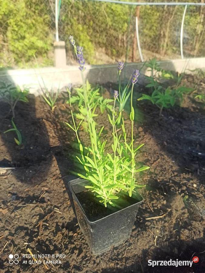 Lawenda lawendula angustifolia sadzonka