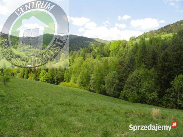 Grunt 6800m2 Ochotnica Dolna Sprzedaż