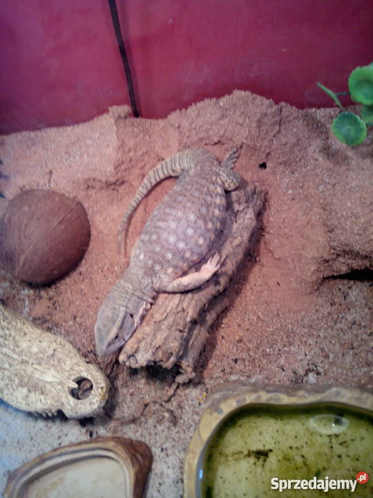 Waran stepowy młody 20 mazowieckie