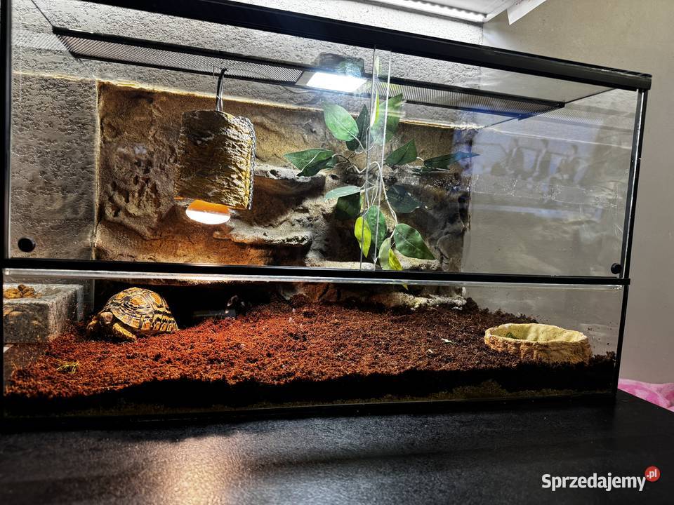 Żółw lamparci z terrarium Kraków