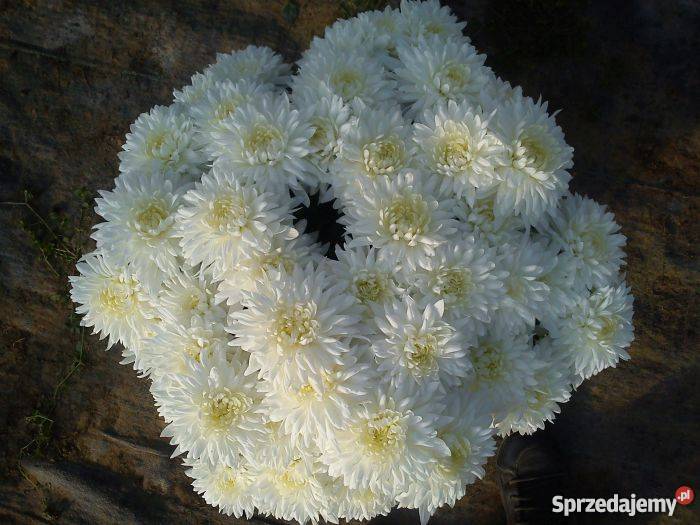 Chryzantemy wielkokwiatowe i średniokwiatowe świętokrzyskie Sandomierz