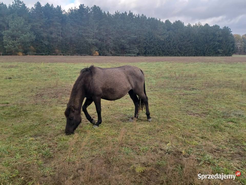 Sprzedam klacze huculskie Zawidz Kościelny