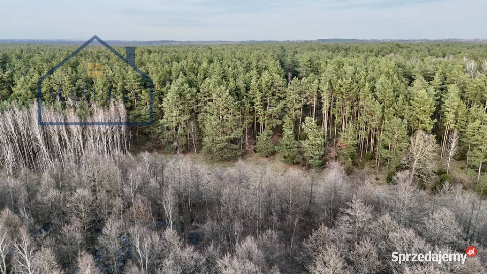 Działka w lesie polana Łapinóż