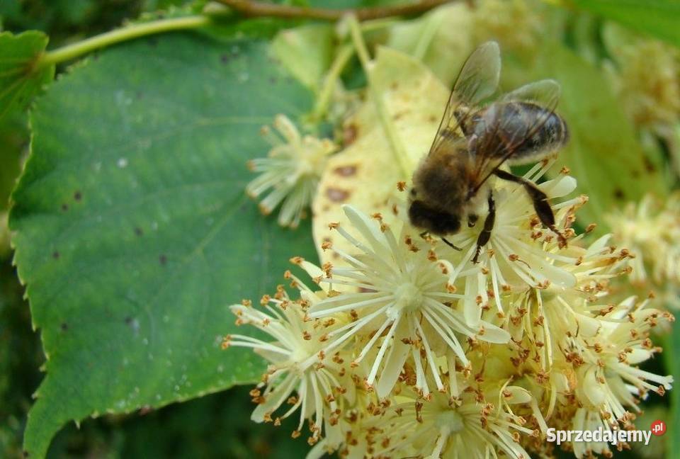 Lipa szerokolistna Tilia platyphyllos obwód 810 Liściaste
