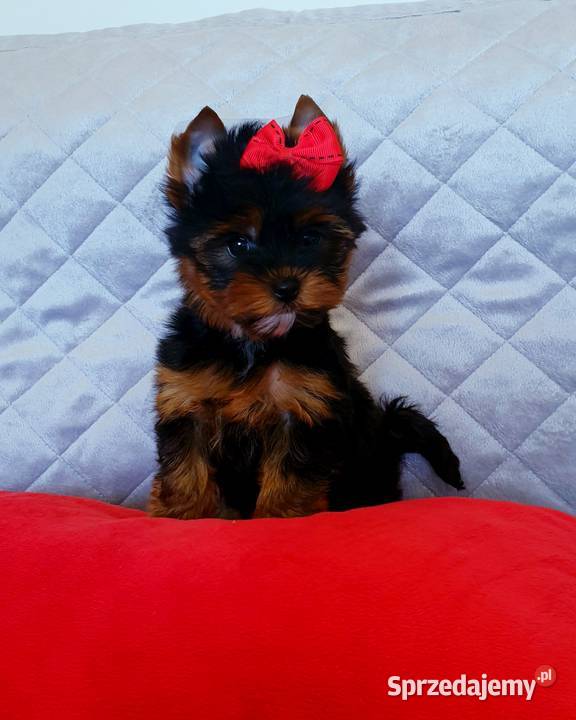 Cudowna perełka mini suczka York dziewczynka Orzesze