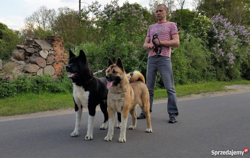 Akita Amerykańska sunie rodowodowe ZKwP FCI