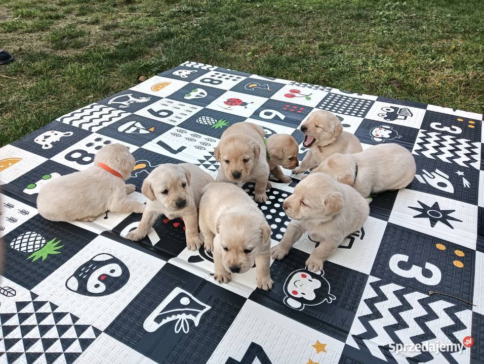 Labrador Retriever z Rodowodem wielkopolskie Przemęt