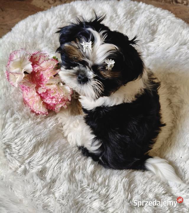 Shih tzu piesek FCI Wałbrzych