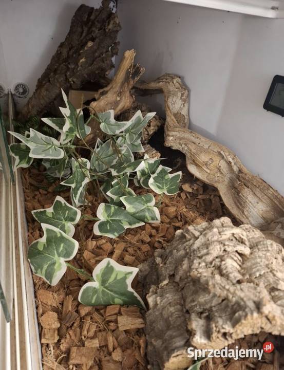 Terrarium 120x40x40 wyposażone weza i innych Gdańsk