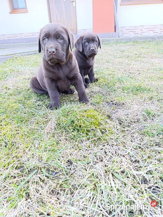 Labrador czekoladowe szczeniaczki Tarnów sprzedam