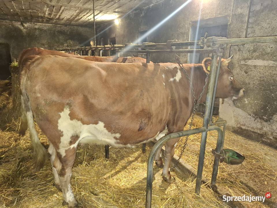 Jałówka wysokocielna likwidacja gospodarstwa