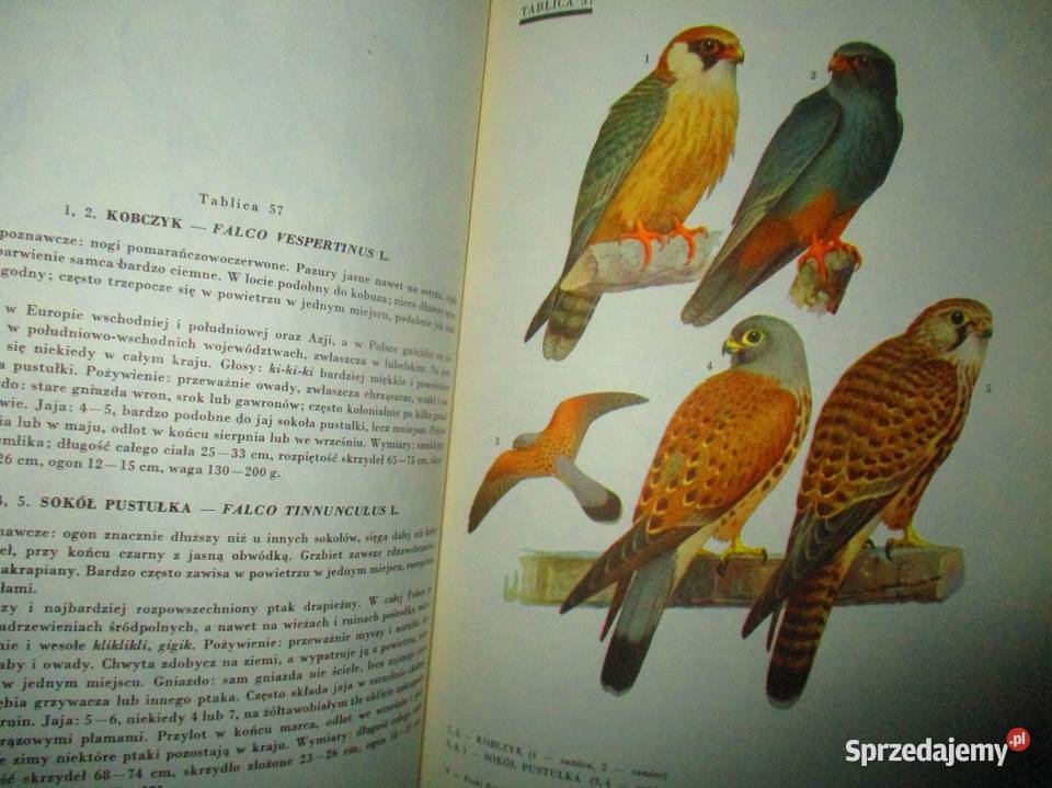 Ptaki Polski JSokołowski ptaki atlas fauna Łódź