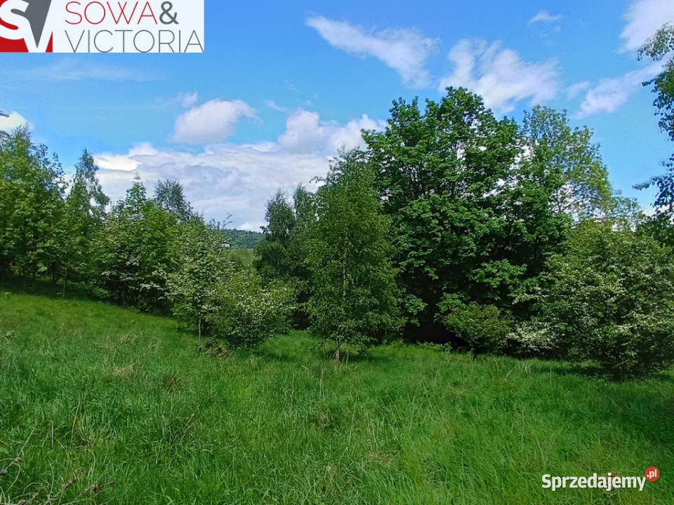 Widok na góry piękny drzewostan lesie Jedlina-Zdrój