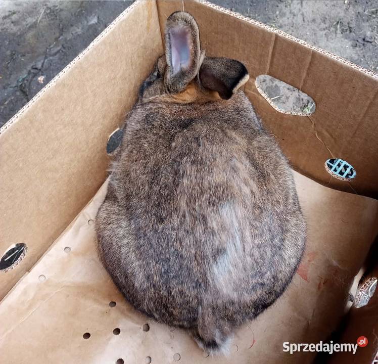 Królik dorosła samica wielkopolskie