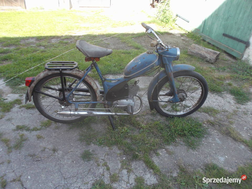 komar sztywniak Ziębice