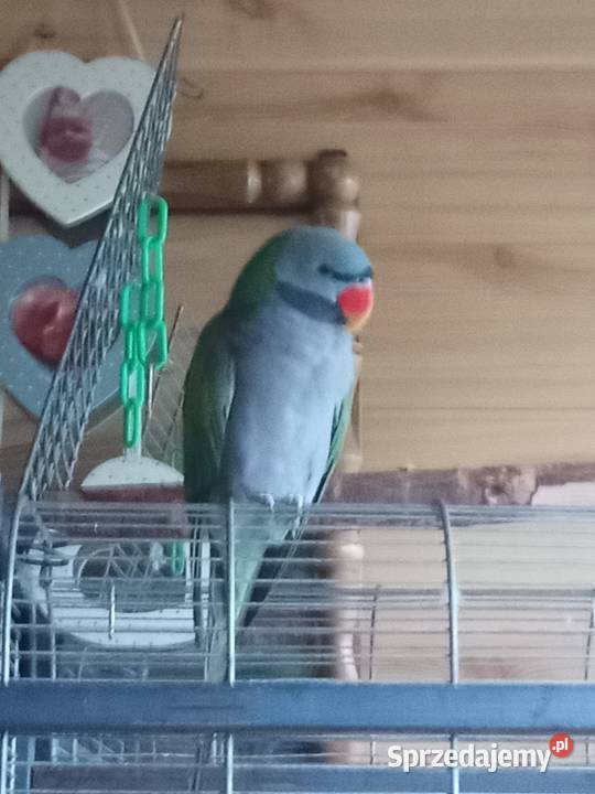 Sprzedam papuge sprzedam
