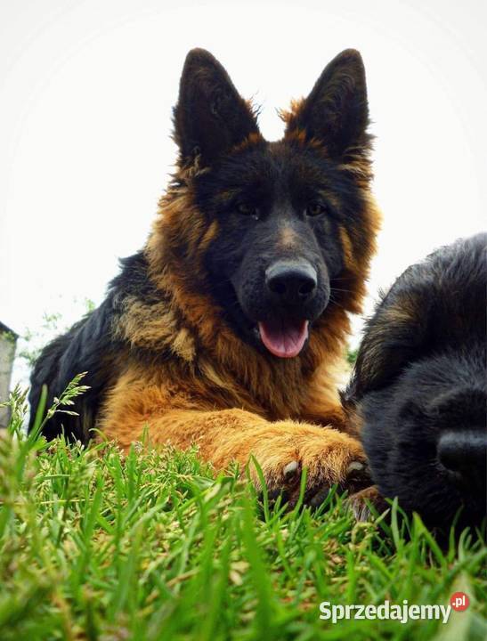 Owczarki Niemieckie Owczarek Niemiecki KLASA Czernikowo