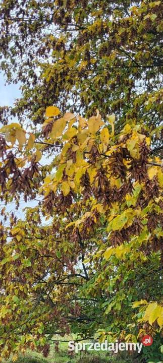 Klon zwyczajny klon jawor i klon polny Zbiór podkarpackie Jasło sprzedam