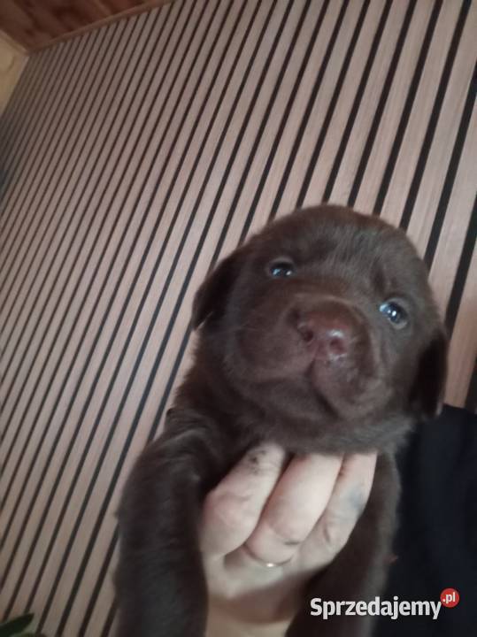 Labrador retriever czekoladowe szczenię Kielce